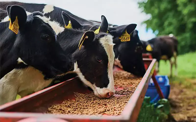 cattle-fattening-feed-formulation-nigeria